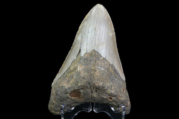 Bargain, Megalodon Tooth - North Carolina #67146